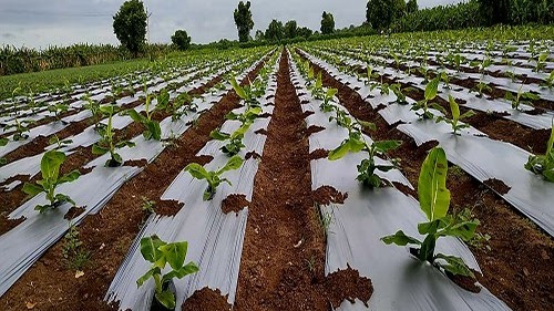 Agro Zone